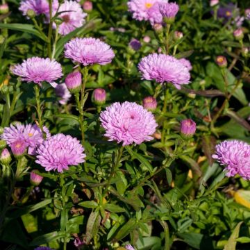 Aster novi-belgii Rosenponpon
