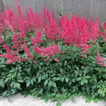 Espirea de pluma Vision in Red- Astilbe