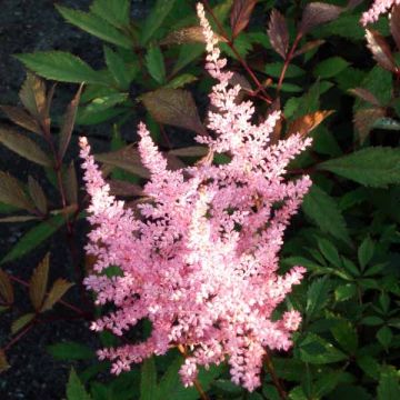 Espirea de pluma Erika - Astilbe