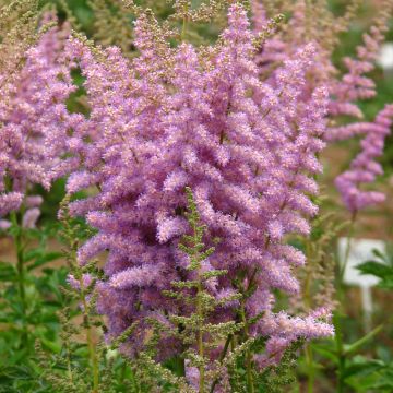 Espirea de pluma davidii- Astilbe