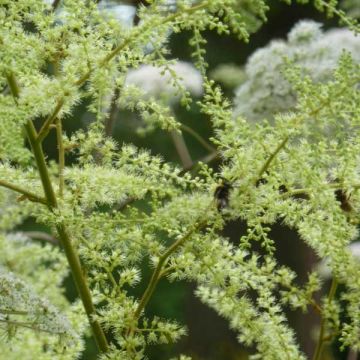 Astilbe rivularis Grandifloraivularis