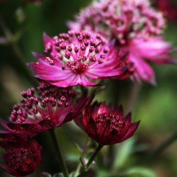 Sanícula hembra Burgundy Manor - Astrantia major