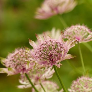 Sanícula hembra Pink Pride - Astrantia major