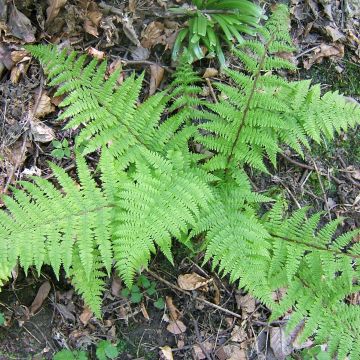 Athyrium filix-femina Cruciatum Group - Helecho hembra