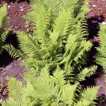 Athyrium filix-femina Rotstiel - Helecho hembra