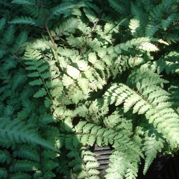 Athyrium niponicum Ursula's red - Helecho pintado japonés