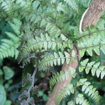 Athyrium otophorum var. okanum - Helecho