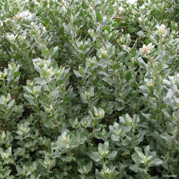 Atriplex halimus - Orgaza