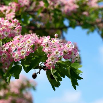 Crataegus Princesse Sturdza - Espino