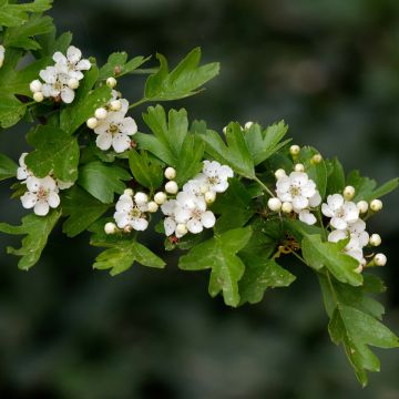 Crataegus monogyna Xanthocarpa - Espino albar