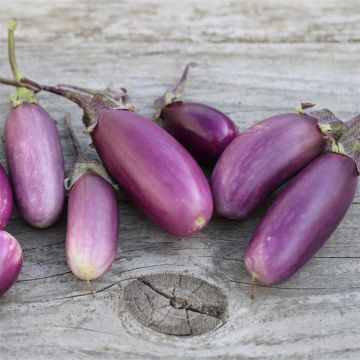 Berenjena Pusa Purple Cluster
