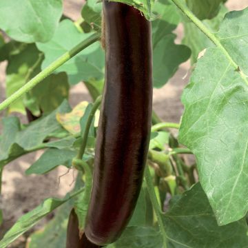 Berenjena Violet Knight F1 (Plantas)