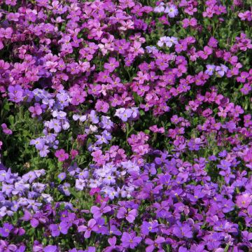 Aubrieta abies T&M Mixed Hybrids Aubrieta abies T&M Mixed Hybrids