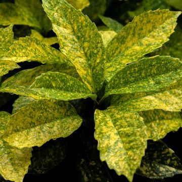 Aucuba japonica Golden King