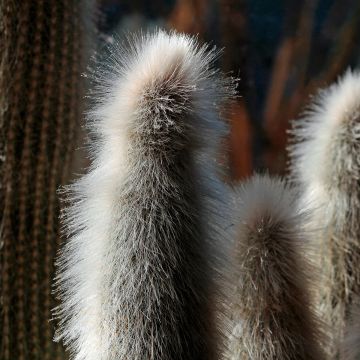 Austrocephalocereus dybowskii - Cactus
