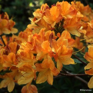 Azalea mollis Hortulanus H Witte Azalea mollis Hortulanus H Witte