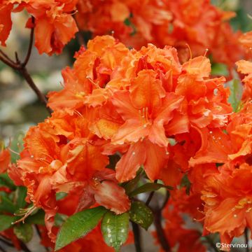 Azalea mollis Orangeade