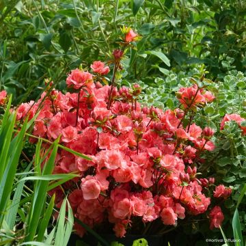 Azalea japonica Flash Dance Salmon Azalea japonica Flash Dance Salmon
