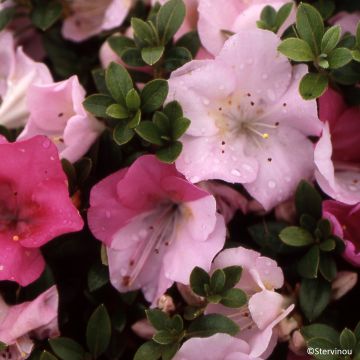 Azalea japonica Haru No Sono