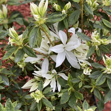 Azalea Japonica Koromo shikibu White