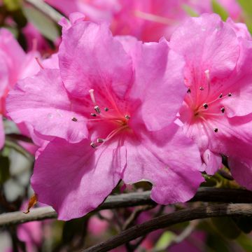 Azalea japonica Greenway