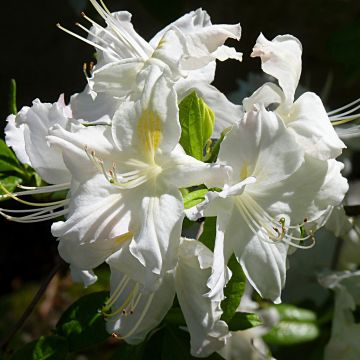 Azalea Oxydol