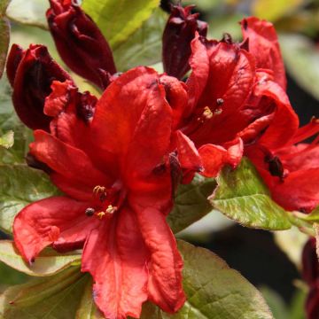Azalea luteum Nabucco