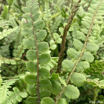 Blechnum fluviatile - Helecho