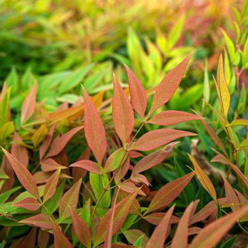 Nandina domestica Sunrise - Bambú sagrado