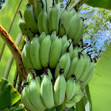 Musa sikkimensis Helen's Hybride - Platanero