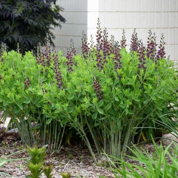 Baptisia Grape Taffy