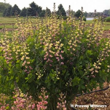 Baptisia Decadence Deluxe Pink Lemonade