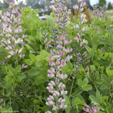 Baptisia Decadence Pink Truffles