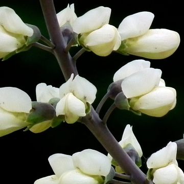 Baptisia alba var macrophylla - Falso índigo blanco