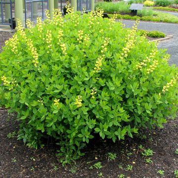 Baptisia tinctoria - Añil basto