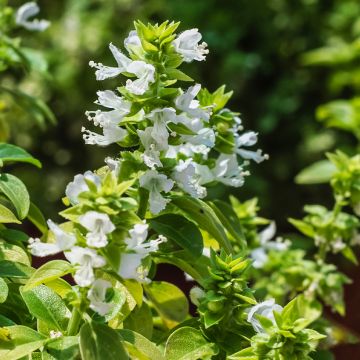 Albahaca Aristotle