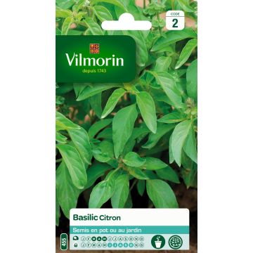 Albahaca limón