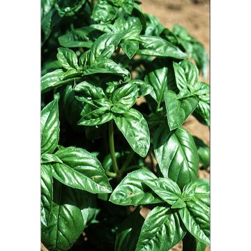 Albahaca Grand Vert
