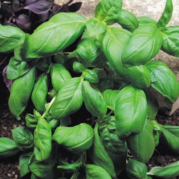Albahaca Sweet Green