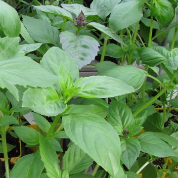 Albahaca Citron