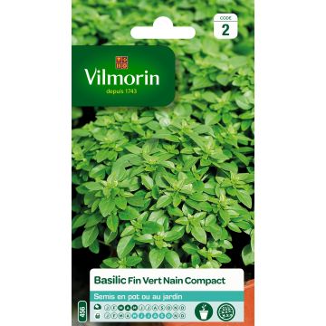 Albahaca verde enano