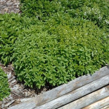 Albahaca Fin Vert
