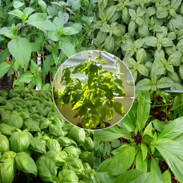 Albahaca 5 variedades