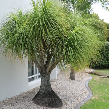 Beaucarnea recurvata - Nolina