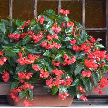Begonia Siempre-florida Dragon Wing Red