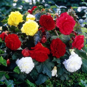 Begonia Fimbriata mix 6 colores