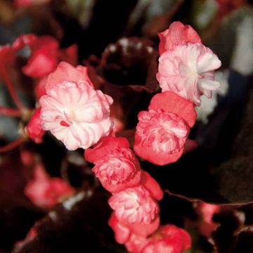 Begonia Siempre-florida Gumdrop Coco Rose