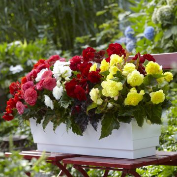 Begonia multiflora Maxima mix 6 colores