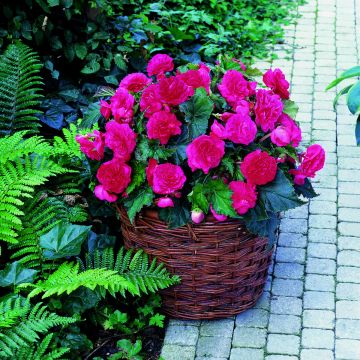 Begonia multiflora Maxima rosa