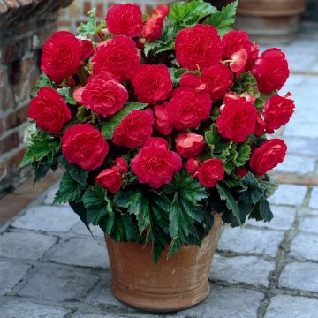 Begonia Non Stop Rosa Begonia Non Stop Rosa